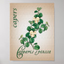 Search for botanic posters Design