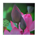 Search for lotus blossom tiles Pink
