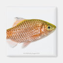 Search for sea creatures magnets Fish
