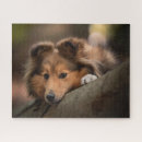 Search for shetland sheepdog puzzles Pet