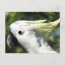 Search for crested postcards Parrot