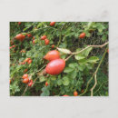 Search for hips postcards Nature