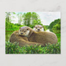 Search for otter postcards Nature