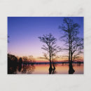Search for silhouetted postcards Wildlife