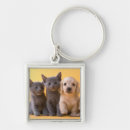 Search for dachshund pictures key rings Sitting
