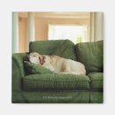 Search for dog sleeping magnets Togetherness