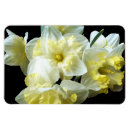Search for white daffodil magnets Narcissus