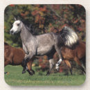 Search for arab horse coasters Arabs