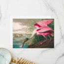 Search for audubon cards Wildlife
