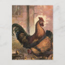 Search for cool chicken postcards Cute