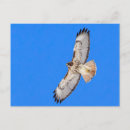 Search for talons postcards Flight