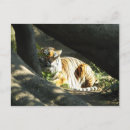 Search for catnap postcards Humour