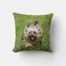 Search for yorkshire terrier cushions Dog