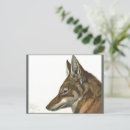 Search for grey wolves postcards Animals