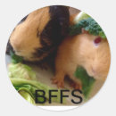 Search for cute guinea pig stickers Animals