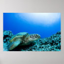 Search for turtle posters Nature