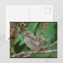 Search for juvenile postcards Birds