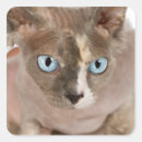 Search for sphynx cat stickers Animal