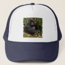 Search for gorillas hats Wildlife