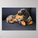 Search for dachsie posters Dog