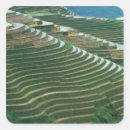 Search for rice field stickers Environment