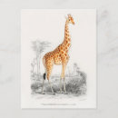 Search for animal prints postcards Vintage