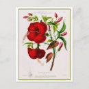 Search for hibiscus flower postcards Illustration