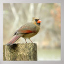 Search for wood fence posters Wildlife