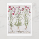 Search for dianthus postcards Flowers