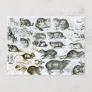 Search for rodents postcards Mouse