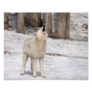 Search for timber photography Wolves