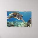 Search for sea turtle canvas prints Animal