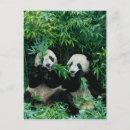 Search for panda postcards Sichuan
