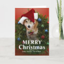 Search for shiba inu christmas cards Coloured background