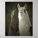 Search for alpaca nursery decor White