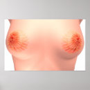 Search for gland posters Human body parts