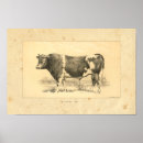 Search for guernsey gifts Cattle