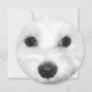 Search for maltese invitations Puppy