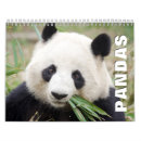 Search for panda bear calendars Wildlife