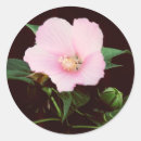 Search for rose colored stickers Flowers