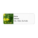 Search for yellow daffodil return address labels Daffodils