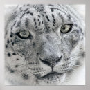 Search for white snow leopard posters Cat