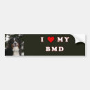 Search for bmd Bernese