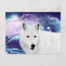 Search for white wolf postcards Animals