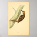 Search for creeper art Birds