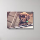 Search for chocolate labrador canvas prints Dog