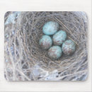 Search for egg photography Nature