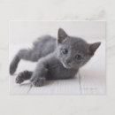 Search for russian blue Nature