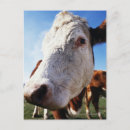 Search for cow postcards Vertical