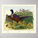 Search for pheasant posters Vintage
